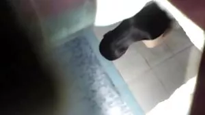 دورس القطط